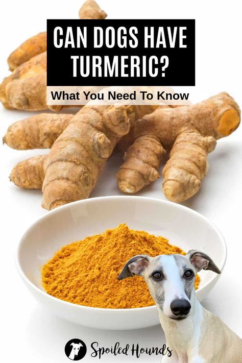 Can dogs have turmeric? Keep your dog safe and find out what you need to know about turmeric for dogs including the fresh root, spice powder, paste, capsules, pills, supplements, and more. Tumeric For Dogs, Turmeric For Dogs, Holistic Dog Food, To Remove Facial Hair, Fresh Turmeric, Turmeric Benefits, Healthy Pets, Can Dogs Eat, Dog Treat Recipes