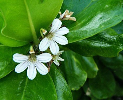 8) Two Naupaka Flowers belong together. Naupaka Flower, Hawaii Plants, Hawaiian Mythology, Hawaiian Legends, Hawaiian Princess, Hawaiian Plants, Half Flower, Famous Legends, Ink Therapy