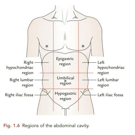 Regions of abdominal cavity /Vishram Singh Anatomy Abdominal Cavity Anatomy, Anatomy Planes And Sections, Abdominal Cavity, Ultrasound School, Nursing School Prep, Emt Study, Radiology Student, Physical Examination, Medical Words