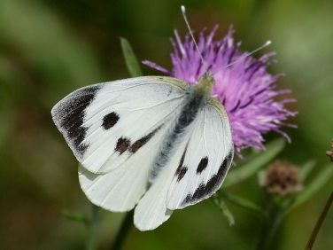 1549 Female Large White Butterfly (Pieris brassicae) Cabbage White Butterfly, Butterfly Pictures, Sports Wallpapers, The Eighth Day, White Butterfly, Watercolor Inspiration, Butterfly Wallpaper, Black Spot, North Africa