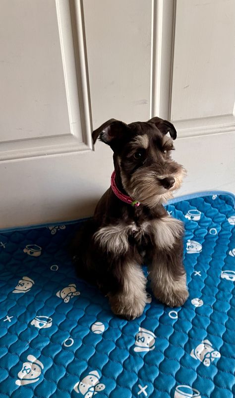 Brown And White Schnauzer, Mini Schnauzer Brown, Black And Silver Miniature Schnauzer, Snauzer Haircut Styles, Mini Snauzers Haircuts, Brown Miniature Schnauzer, Brown Mini Schnauzer, Cute Shnouzers, Minature Snauzher