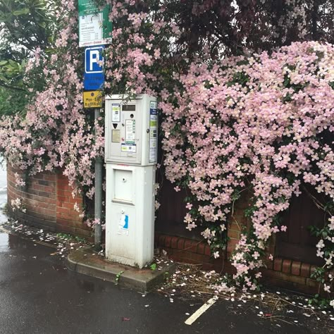 Japan Aesthetic, Aesthetic Japan, Japanese Aesthetic, Pretty Places, Aesthetic Photo, Pink Aesthetic, Pretty Flowers, Pretty Pictures, Santorini