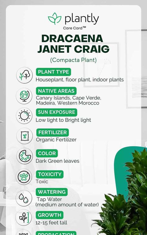 Janet Craig Plant Care, Janet Craig Plant, Dracaena Janet Craig, Orchid Potting Mix, Dracaena Plant, Scale Insects, Dragon Tree, Floor Plants, Top Soil