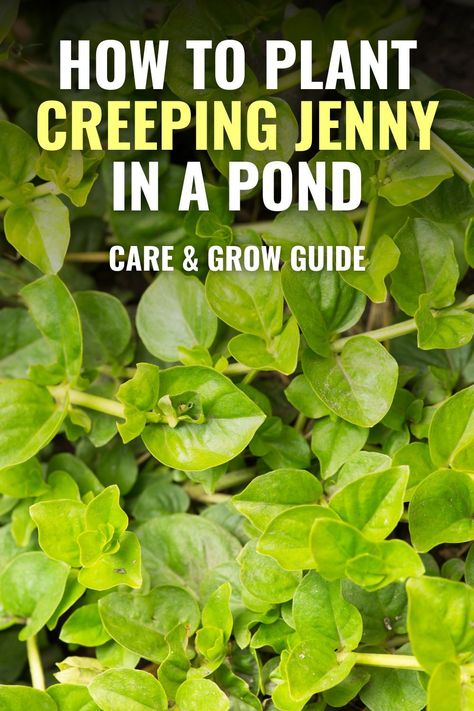 Creeping Jenny adds beauty to your pond by cascading down the rockery of your waterfall, emerging from the shallow edges of your pond, or spreading down the sides of a planting container. Here's how to plant creeping jenny in a pond and care for it! Bog Plants Ponds, Pond Plants Ideas, Natural Pond Ideas, Bog Filter, Creeping Jenny Plant, Diy Water Garden, Backyard Streams, Water Plants For Ponds, Waterfall Plants