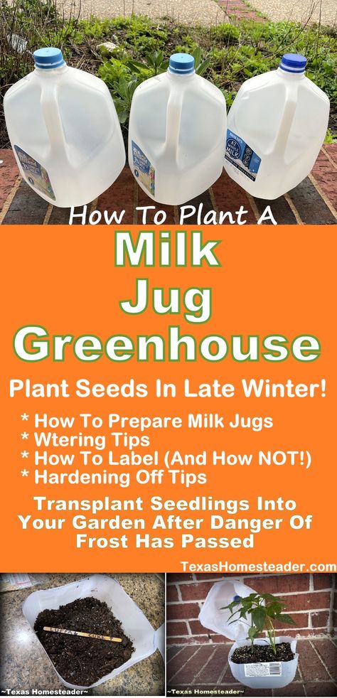 How To Plant Seeds In A Milk Jug. ~ Texas Homesteader ~ Milkjug Greenhouse, Mini Greenhouse Ideas Diy, Milk Jug Planting, Milk Jug Seed Starting, Gallon Jug Greenhouse, Seed Starters Diy Mini Greenhouse, Starting Seeds In Milk Jugs, Milk Jug Gardening, Milk Jug Greenhouse