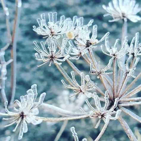 Freezing Rain, Freezing Weather, Nature Animals, Random Stuff, Beautiful Pictures, Dandelion, Plants, Flowers, Photography