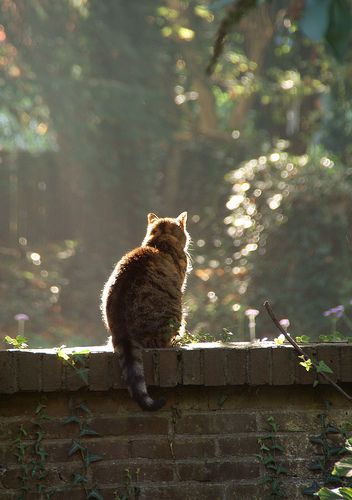 Our old fat cat sitting on our garden wall in Utrecht, the Netherlands Cat Reference, Cat Photography, Cat Boarding, Fat Cats, Cat Sitting, Warrior Cats, Pretty Cats, Cat Litter, Beautiful Cats