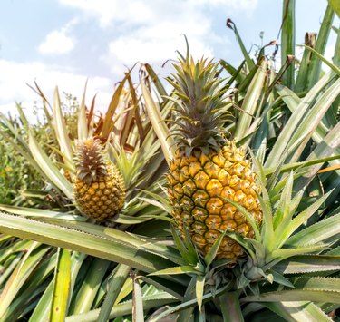 Pinapple Tree, Pineapple Farming, Pineapple Plant Care, Pineapple Growing, Grow Pineapple Plant, Fruit Forest, Pineapple Tree, Pineapple Plant, Growing Pineapple