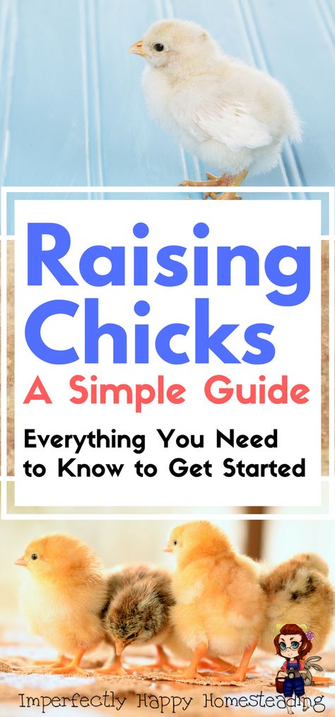 A Simple Guide to Raising Chicks - Everything you need to know. Chicks For Beginners, Raising Turkeys, Urban Chicken Farming, Chicken Raising, Baby Chicks Raising, Raising Chicks, Urban Chickens, Backyard Chicken Farming, Laying Hens