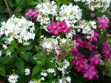 Companion Plants for Clematis | Gardeners Tips Clematis Companion Plants, Clematis Montana Rubens, Clematis Nelly Moser, Plant Pairings, Clematis Jackmanii, Clematis Armandii, Clematis Varieties, Companion Gardening, Rustic Pergola