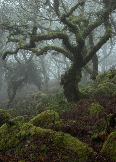 GALLERY — Neil Burnell House Of Hollow, Japan Forest, Forest Dragon, Dark Naturalism, Fantasy Scenery, Dartmoor National Park, Growth And Decay, Green Knight, Giant Tree