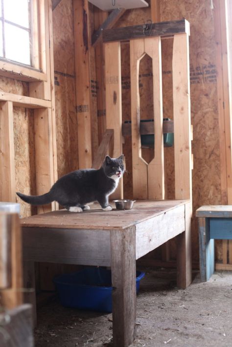 Goat Milk Stand, Goat Stand, Goat Milking Stand, Goat Ideas, Working Station, Keeping Goats, Goat Shelter, Goat Milking, Goat House