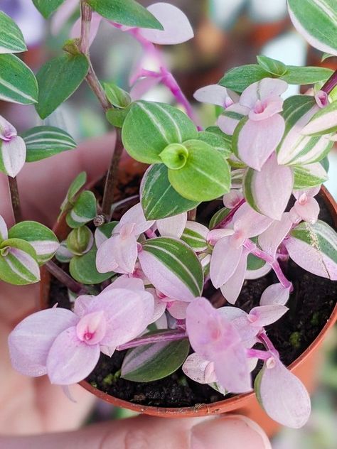 Callisia repens bianca care is simple, and it doesn't take much to help your beautiful variegated pink lady thrive. Learn how to propagation the callisia repens variegata plant as well—it's easy. Wondering Jew Plant Pink, Wondering Jew Plant, Pink Leaf Plant, Pink Houseplants, Pink Tradescantia Care, Plants Grown In Water, Magical Cottage, Tradescantia Fluminensis Variegata, Pink Plants