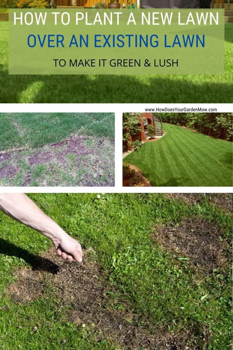 Replanting Grass Lawn, Lawn Makeover On A Budget, Texas Lawn Care Schedule, How To Fix Lawn, Diy Lawn Makeover, How To Redo Your Lawn, How To Fix Grass Lawn, Growing Grass Tips, Reseeding Lawn Fall