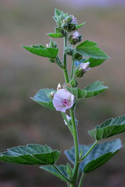 Althea officinalis - Marshmallow Althea Plant, Tortoise Plants, Marshmallow Herb, Marshmallow Plant, Althea Officinalis, Heart Stones, Inner Landscape, Marshmallow Root, Althaea Officinalis