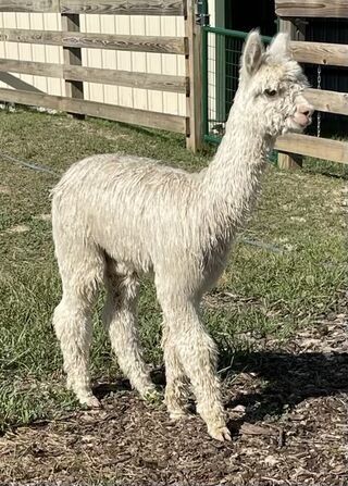 Rogue Alpacas - Alpacas: Suri Tia Dalma, Dry Creek, Alpaca, For Sale