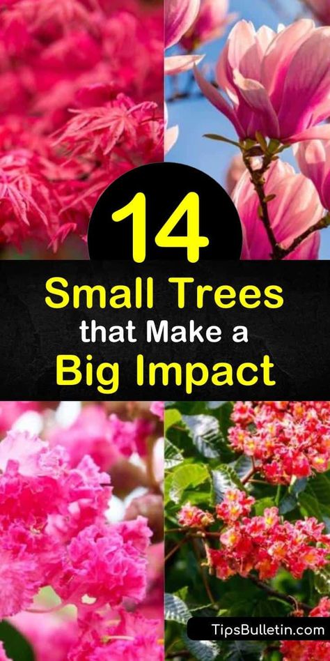 Utilize as much space possible in tiny yards by planting a small tree like the crabapple, crape myrtle, redbud, or other flowering trees. Small trees have the loveliest blooms in early spring and vibrant fall color that turns your front yard into the prettiest on the block. #small #trees #yard Flowering Trees In Pots, Good Front Yard Trees, Front Yard Landscaping With Tree In Middle, Front Yard Tree Placement, Small Landscaping Trees Near House, Small Flowering Trees Front Yards, Colorful Landscape Front Yard, Tiny Front Yard Ideas, Tree Placement In Backyard