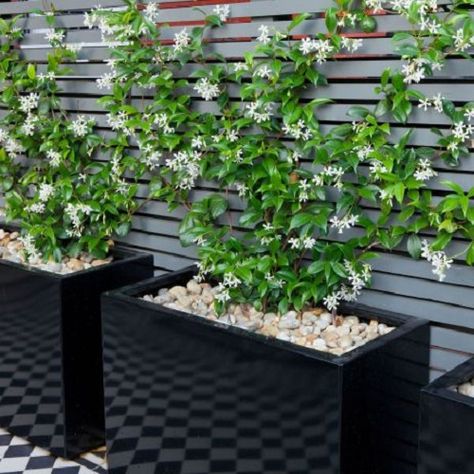 Garden Design Pictures, Patio Container Gardening, Trachelospermum Jasminoides, Hgtv Garden, Container Garden Design, Climbing Plants, Terrace Garden, Balcony Garden, Small Gardens