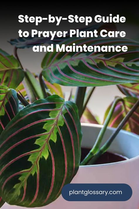 Prayer plants are admired for their colorful, patterned leaves and unique leaf-folding behavior. This guide provides a comprehensive overview of how to care for and maintain these beautiful plants. From understanding their light and water needs to selecting the right soil and ensuring proper humidity, we’ll cover all the essentials. Whether you’re a novice or an experienced plant enthusiast, these tips will help you keep your prayer plants thriving and enhancing your indoor space. Praying Plant Care, Praying Plant, Unusual Houseplants, Maranta Plant, Prayer Plant Care, Hands Giving, Gardening Inside, Wishlist Plants, Poinsettia Care