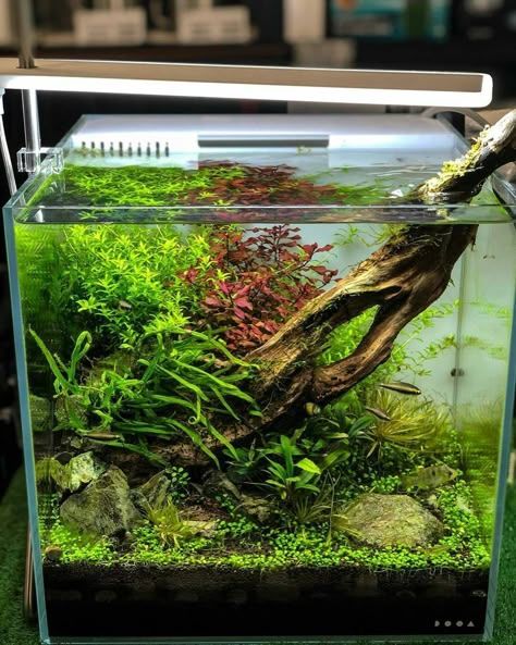 Tanaman Air, Fish Aquarium Decorations, Fish Tank Themes, Aquarium Garden, Custom Aquarium, Amazing Aquariums, Fish Tank Terrarium, Fish Tank Design, Aquascape Design