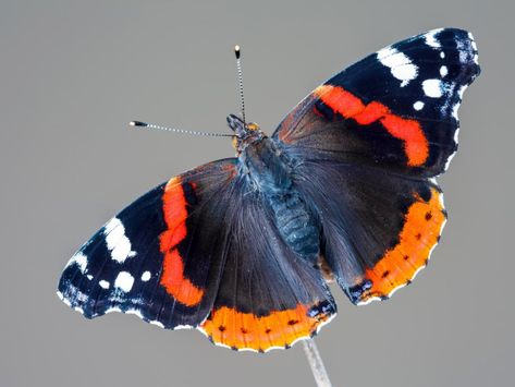 Red Admiral Butterfly, Glasswing Butterfly, Admiral Butterfly, Plants That Attract Butterflies, Butterfly Habitat, Types Of Butterflies, Wood Butterfly, Peacock Butterfly, Butterfly Species