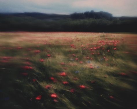 Cinematic Photography, Photography Awards, Pretty Photos, Artistic Photography, Flower Field, Photography Inspo, Images Gif, 그림 그리기, Pretty Pictures