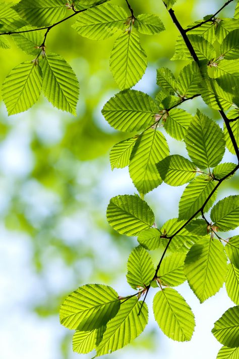 Indesign Portfolio Template, Carpinus Betulus, Leaf Photography, Summer Trees, Photo Beautiful, 50th Wedding Anniversary, 50th Wedding, Tree Leaves, Texture Art