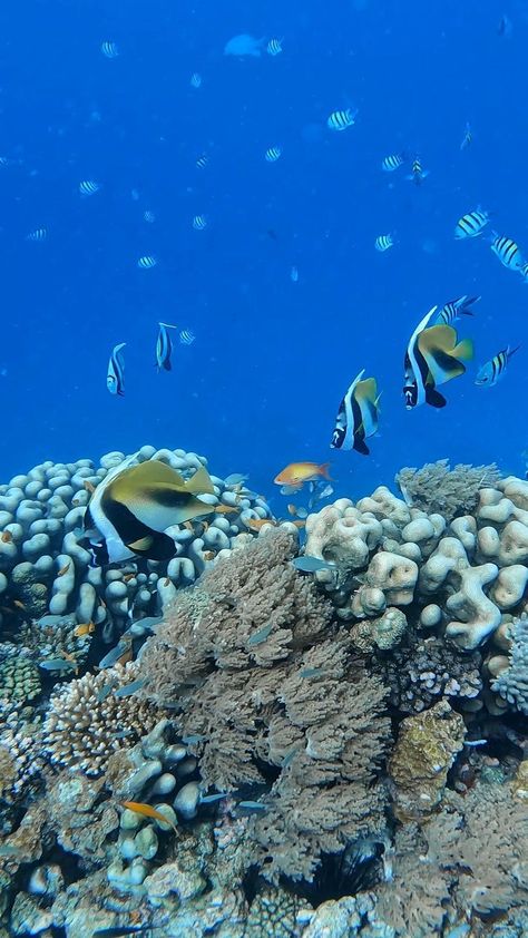 zanzibarsunriseatbandas on Instagram: Mnemba Island is an atoll set just off the northeast coast of Matemwe, said to provide some of the best diving & snorkelling on the… Mnemba Island Zanzibar, 5 Year Plan, Volunteer Abroad, Year Plan, Holiday Travel, Snorkeling, Tanzania, Diving, Travel