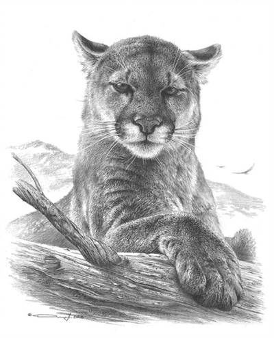 Cougar Study by https://www.deviantart.com/denismayerjr on @DeviantArt Lion Line Drawing, Cougar Art, Big Cat Tattoo, Lion Sketch, Scratchboard Art, Lion Drawing, Mountain Drawing, Drawing Heads, Big Cats Art