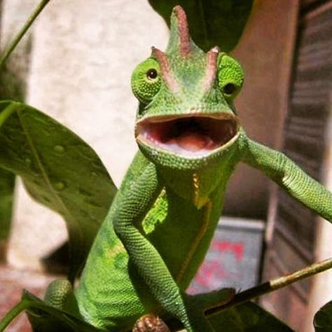 Silly lopsided crooked cross eyed chameleon Lazy Eye, Reptiles And Amphibians, Funny Animal Memes, Wildlife Animals, Funny Animal Pictures, Animal Planet, Animal Photo, Amphibians, Animal Memes