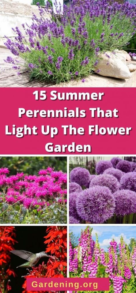 Summer Perennials, The Birds And The Bees, Outdoors Ideas, Garden Flowers Perennials, Summer Bulbs, Perennial Flower, Cardinal Flower, Perennial Flowers, Best Perennials