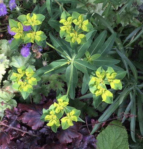 Euphorbia oblongata Euphorbia Oblongata, Planting Flowers, Plants