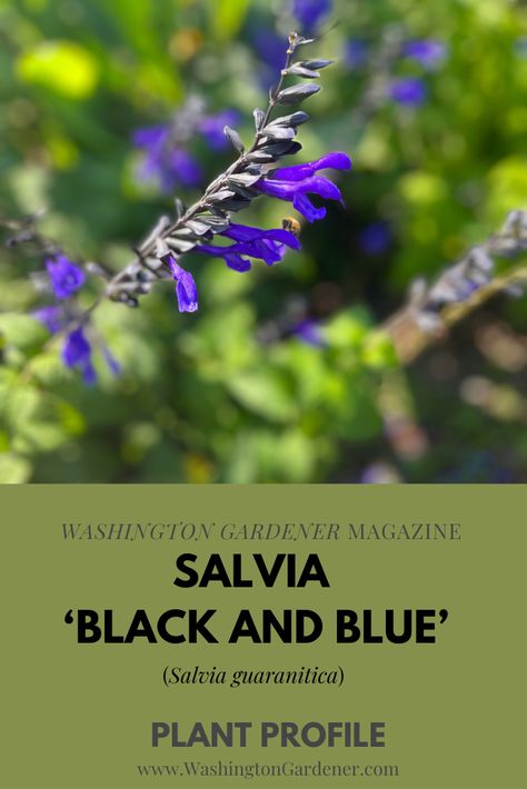 Salvia guaranitica 'Black and Blue' is a tender perennial salvia. It is also known as the Anise-scented sage 'Black and Blue' and the Brazilian Anise Sage 'Black and Blue'. The Latin names were previously Salvia caerulea and Salvia melanocalyx. Butterflies, hummingbirds, and other pollinators love its tubular flowers... More at - https://washingtongardener.blogspot.com/2023/09/salvia-black-and-blue-plant-profile.html Salvia Black And Blue, Hummingbird Plants Perennials, Black And Blue Salvia, Perennial Salvia, Blue Salvia, Salvia Plants, Purple Salvia, Latin Names, Coral Bells Heuchera