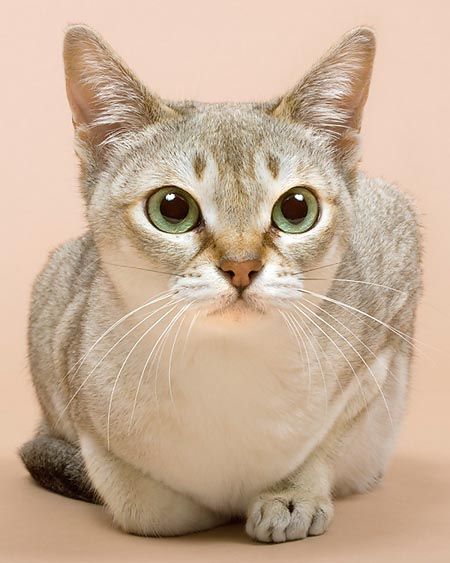 Singapura. One of the smallest cat breeds. Some adults only weigh 4 lbs! They are also known for their huge expressive eyes. Small Cat Breeds, Singapura Cat, Soul Therapy, Domestic Cat Breeds, Birman Cat, Tiny Cats, Exotic Cats, Cat Cafe, Cat Photography