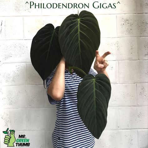 Philodendron Gigas, Container Garden Design, Philodendron Plant, Plant Projects, Variegated Plants, House Plants Decor, Unique Plants, House Plants Indoor, Different Plants