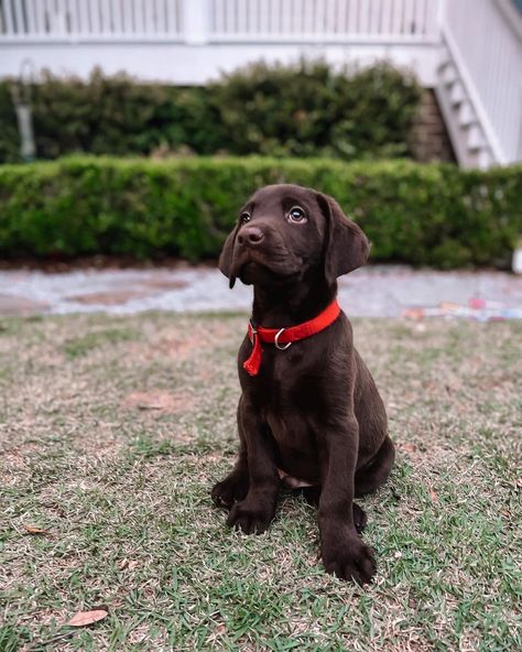 Puppy Chocolate Lab, Choc Lab, Chocolate Lab Photography, Chocolate Lab Mix, Black Lab Puppies Aesthetic, Chocolate Lab Puppy, Lab Puppies Chocolate, Labrador Black, Chocolate Labradors