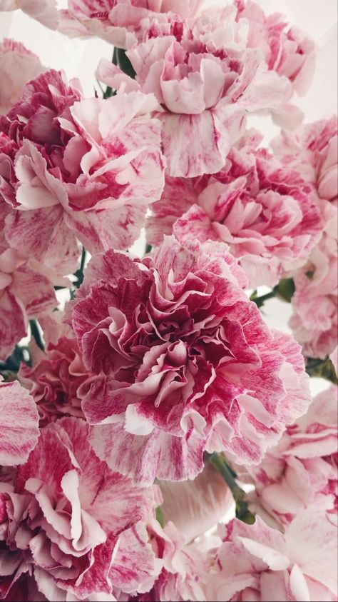 Carnation Flower Wallpaper Aesthetic, Carnation Flower Wallpaper, Carnation Flower Aesthetic, Carnation Wallpaper, Flowery Wallpaper, Flower Iphone Wallpaper, Pink Carnations, Nothing But Flowers, Carnation Flower