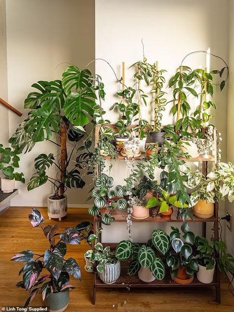 Linh Tong transforms her home into a stunning 'jungle' filled with 60 different plant species | Daily Mail Online Indoor Plant Shelves, Garden Planning Layout, Plants Decor, Plant Decor Indoor, Plant Aesthetic, House Plants Decor, Room With Plants, Plant Shelves, Different Plants