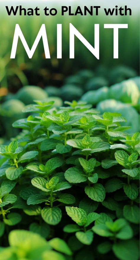 Mint Companion Planting, Types Of Mint Plants, Blueberry Companion Plants, Herb Companion Planting, Companion Planting Guide, Mint Plant, Mint Herb, Companion Gardening, Preserving Herbs