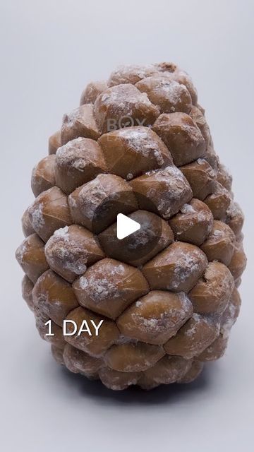 Growing A Pinecone, Canada Life, Pine Cone Tree, Pine Garden, Diy Pinecone, Cones Crafts, Pine Cone Crafts, Tree Crafts, Growing Tree