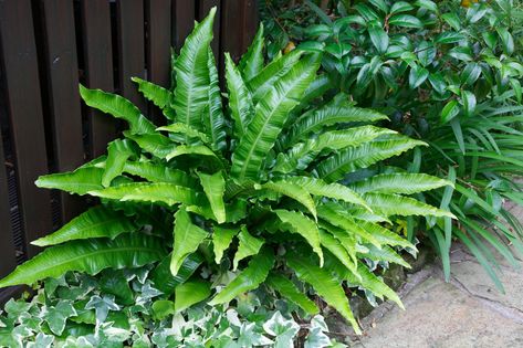 Asplenium scolopendrium (Hart's Tongue ... Evergreen Ferns, Garden Shrubs, Lawn Edging, Evergreen Plants, Woodland Garden, Garden Photos, Perfect Garden, Shade Plants, Shade Garden