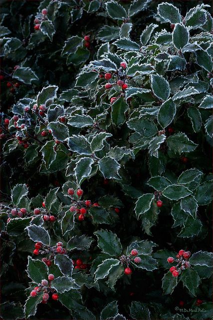 Earth Anthem — jerzee55: Frost on the Holly by b.d.bop Holly Aesthetic, Holly Flower, Beautiful Winter Pictures, Holly Plant, Holly Bush, Raindrops And Roses, Winter Magic, Winter Is Here, Winter Wonder