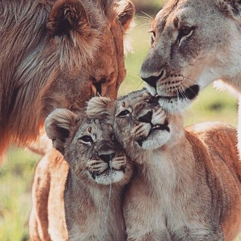 👑Lions👑 on Instagram: “Family love Follow 👉 @lions.snow page of kings 👑🦁👑 👑 🦁 .🐾 .🐾 .🐾 .🐾 #lion #lions #lioness #safari #lionking #bigcats #bigcat #africanamazing…” Cubs Wallpaper, Block Puzzle Game, Lion Couple, Lion Family, I Want A Baby, Ice Block, Block Puzzle, Wanting A Baby, Lion Love