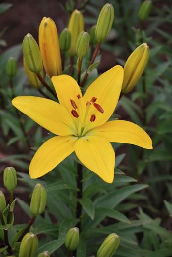 The Lily Garden Lilly Garden, Yellow Lilly, Curb Appeal Landscape, Asiatic Lily, Werewolf Aesthetic, Lilly Flower, Lily Garden, Asiatic Lilies, Flower Room