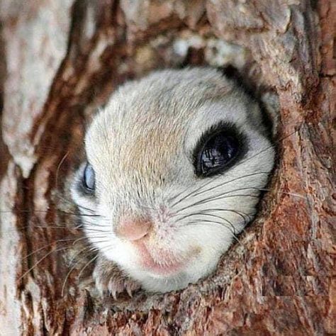 Japanese Flying Squirrel, Wild Animals Attack, Flying Squirrel, Cute Squirrel, Cat Photography, Cute Animal Pictures, Cute Creatures, Sweet Animals, An Animal