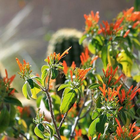 Mexican Honeysuckle, Front Landscape, Honey Suckle, Front Landscaping, Nevada, Front Yard, Honey, Sun, Tattoos