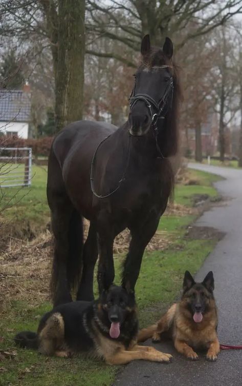 15 Cute Photos Of Horses And Dogs | PetPress Cai Arabi, Most Beautiful Horses, Friesian Horse, Animals Friendship, Horses And Dogs, Cute Horses, Horse Life, Horse Photos, Donkeys