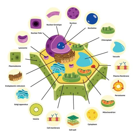 The Structure Of Plant Cell Plant Cell Illustration, Plant Cell 3d, Structure Of Plant Cell, Plant Cell Drawing With Label, Plants And Animals Cells, Plant Cell Structure, Typical Plant Cell, Cell Structure, Plant Cell