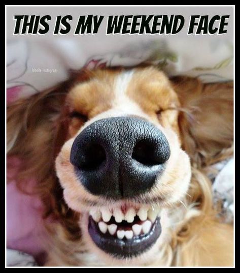 This Is My Weekend Face...Haha! M! Thank you! I'm smiling so hard over here. Nothing better then a morning smile. ;)) xx Saturday Memes, Smile Dog, Good Morning Funny Pictures, Happy Weekend Quotes, Friday Quotes Funny, Weekend Quotes, Funny Good Morning Quotes, Morning Quotes Funny, Weekend Humor