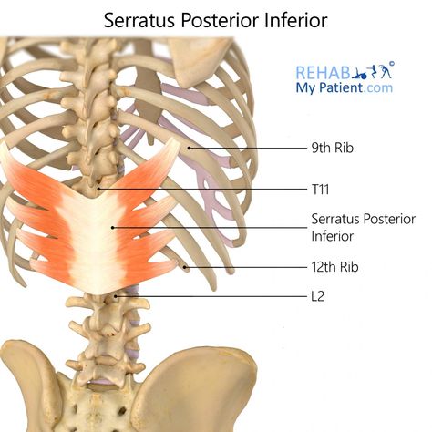 Muscles in the back. The serratus posterior muscles have a significant role in forced respiration. Origin Spinous processes of vertebrae T11-L2. Insertion: Inferior borders of ribs 9-12. Function: Depresses ribs Draws ribs inferoposteriorly. No specific exercise to target these. Serratus Posterior, Muscles In The Back, Serratus Anterior, Back Saw, Muscle Stretches, Spinal Nerve, Muscle Anatomy, Back Muscles, General Information